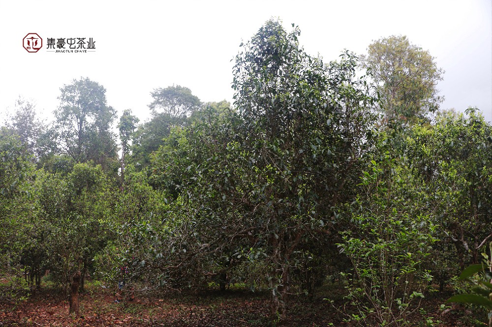 1667467942108176.jpg IMG_1403.JPG