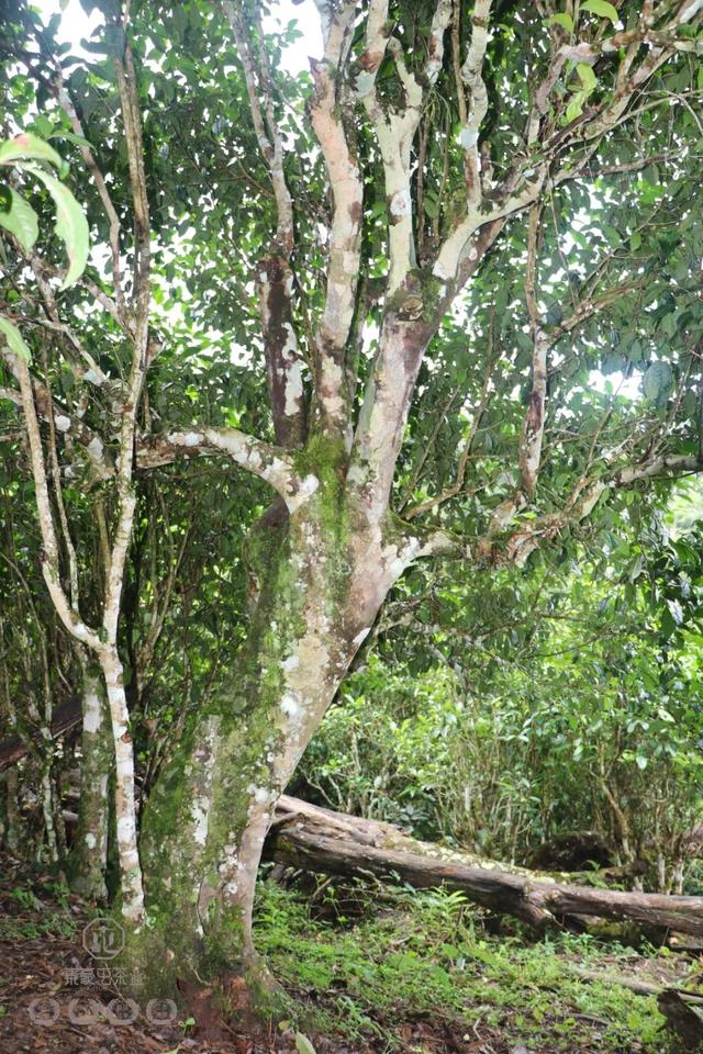 其實新班章比老班章更老