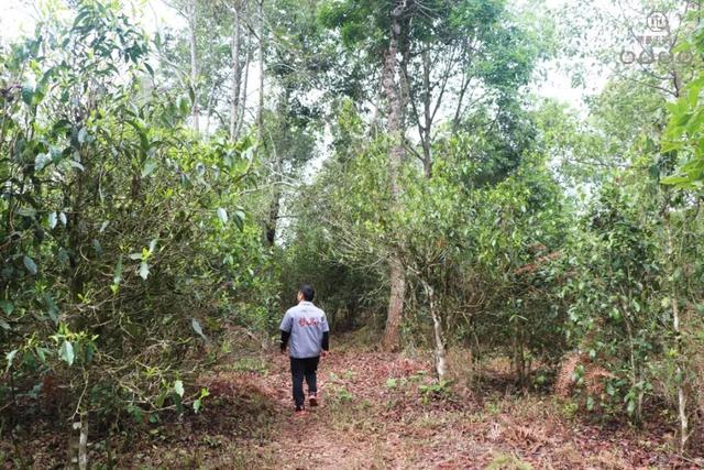 說說普洱茶鮮葉采摘的“潛規(guī)則”