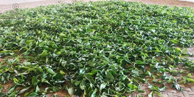 春來發(fā)幾枝,愿君多采擷