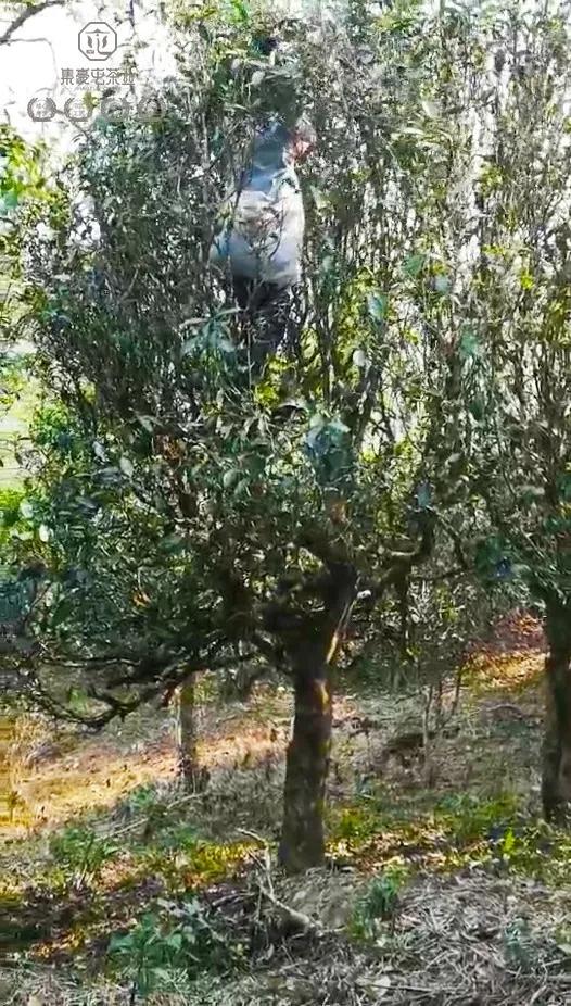 春來發(fā)幾枝,愿君多采擷