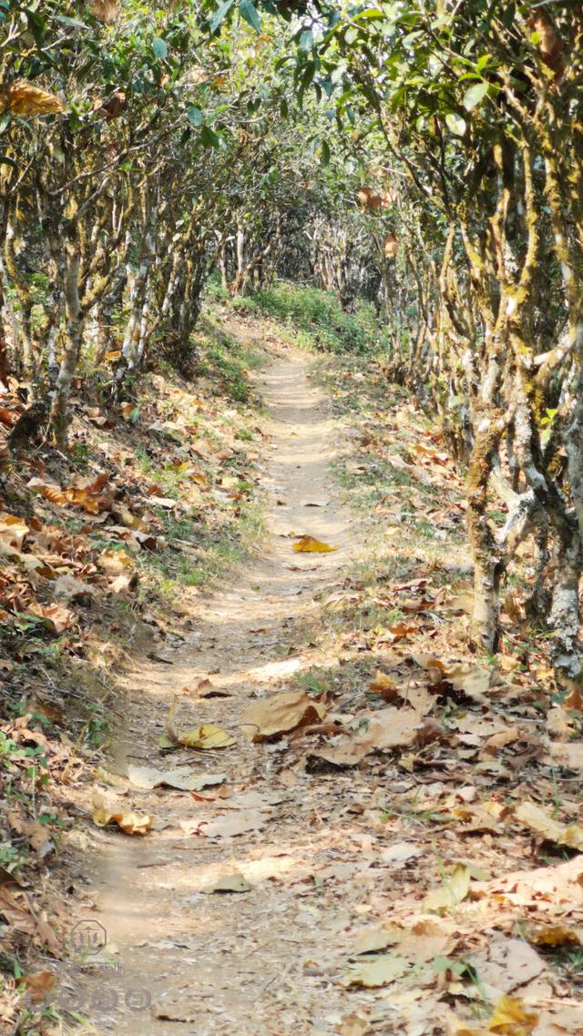 春來發(fā)幾枝,愿君多采擷