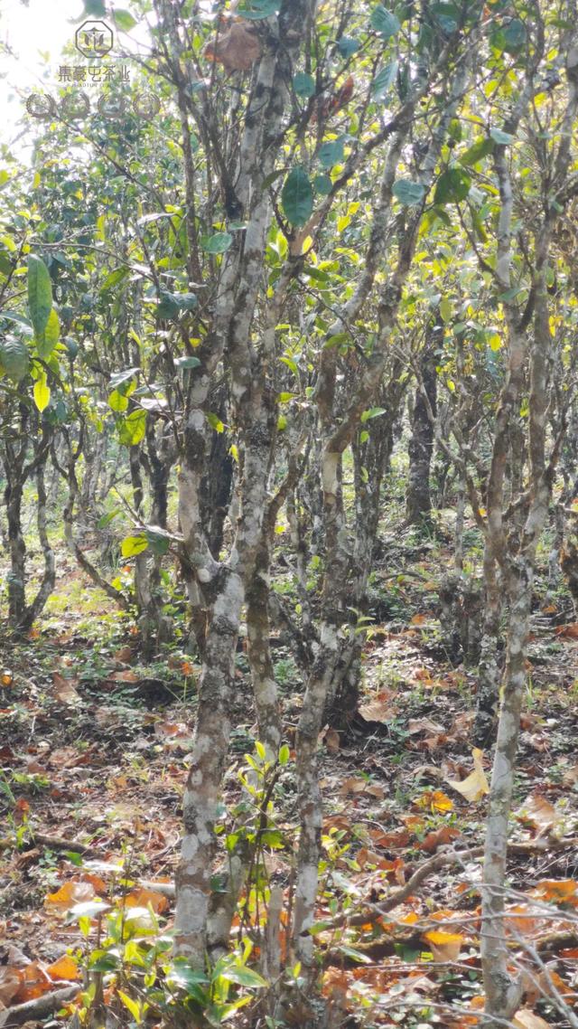 春來發(fā)幾枝,愿君多采擷