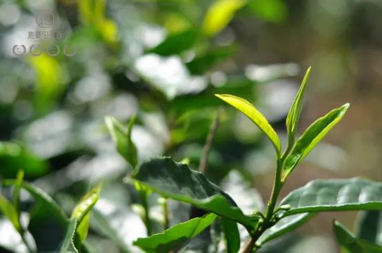 果韻花香，一盞清茗酌知音