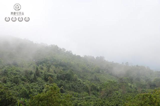 果韻花香，一盞清茗酌知音