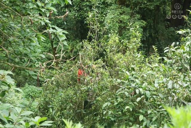 當(dāng)我站在西雙版納之巔,這是我離云端最近的一次