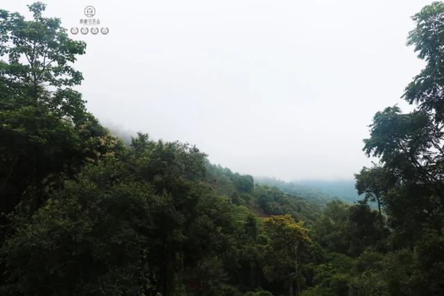 當(dāng)我站在西雙版納之巔,這是我離云端最近的一次