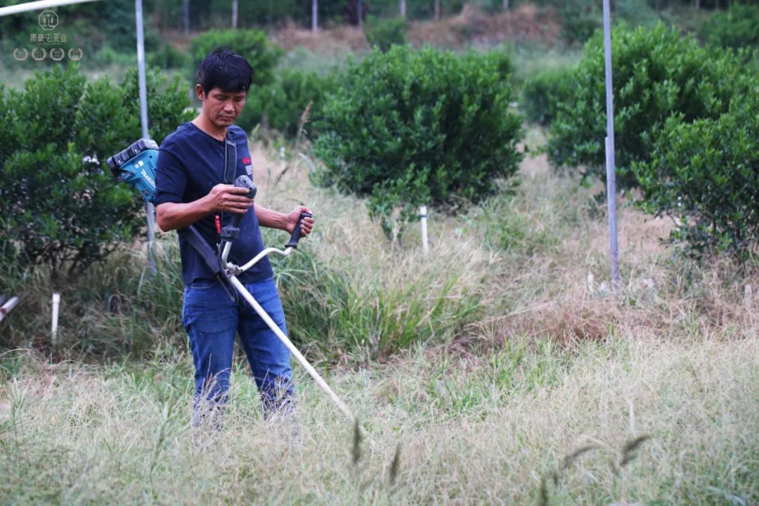 末代梅江陳皮，珍稀且珍惜
