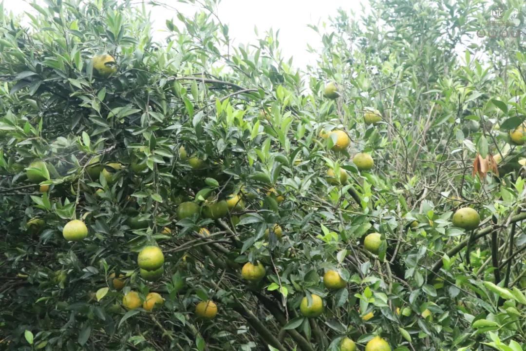 末代梅江陳皮，珍稀且珍惜