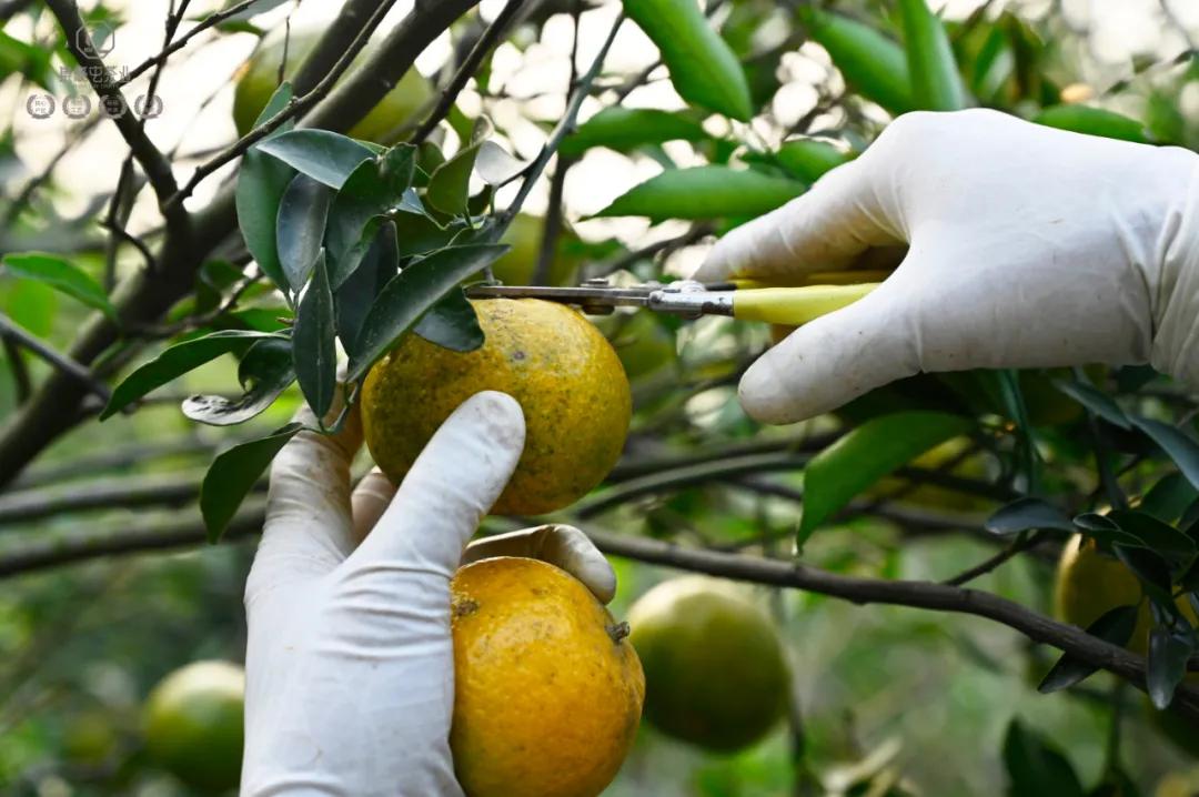 末代梅江陳皮，珍稀且珍惜