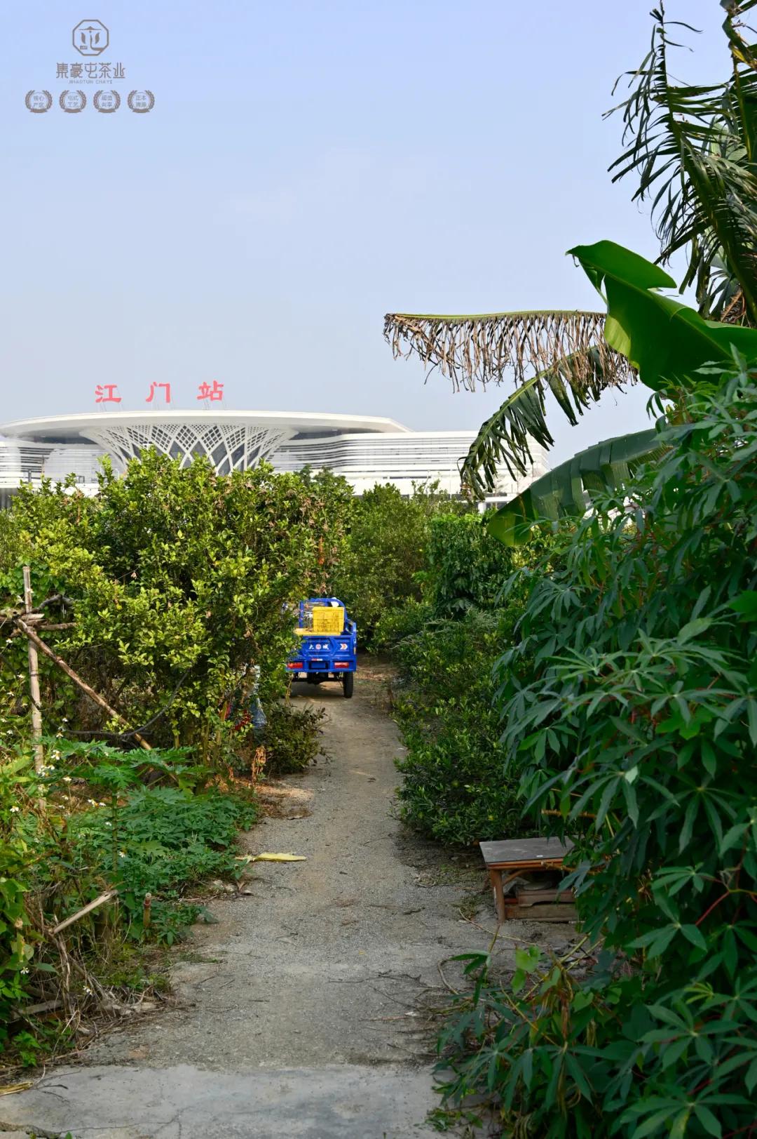 末代梅江陳皮，珍稀且珍惜