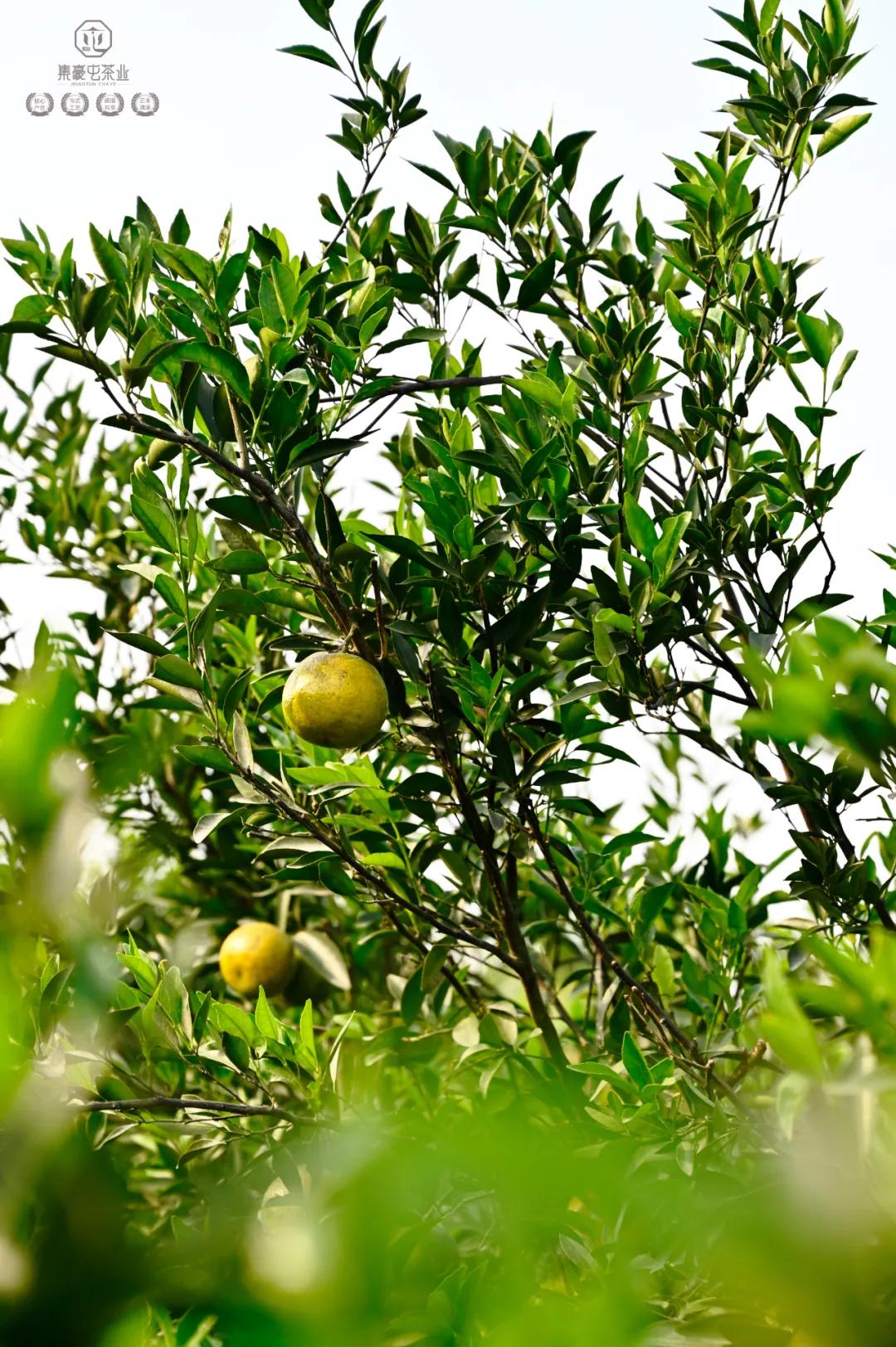 末代梅江陳皮，珍稀且珍惜